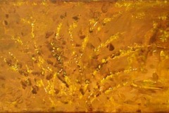 088-Genets-50-x-20